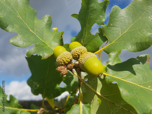 Traubeneiche; Quercus; petraea; Wintereiche photo