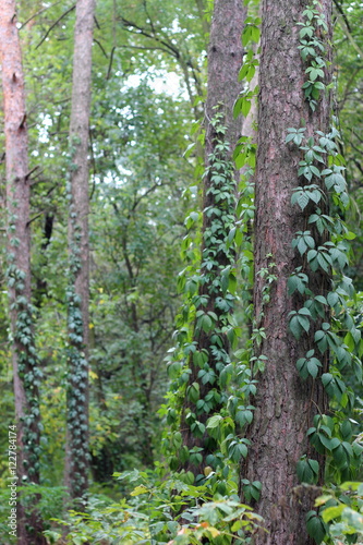 Fototapeta Naklejka Na Ścianę i Meble -  Green wild grape on the trees in the forest