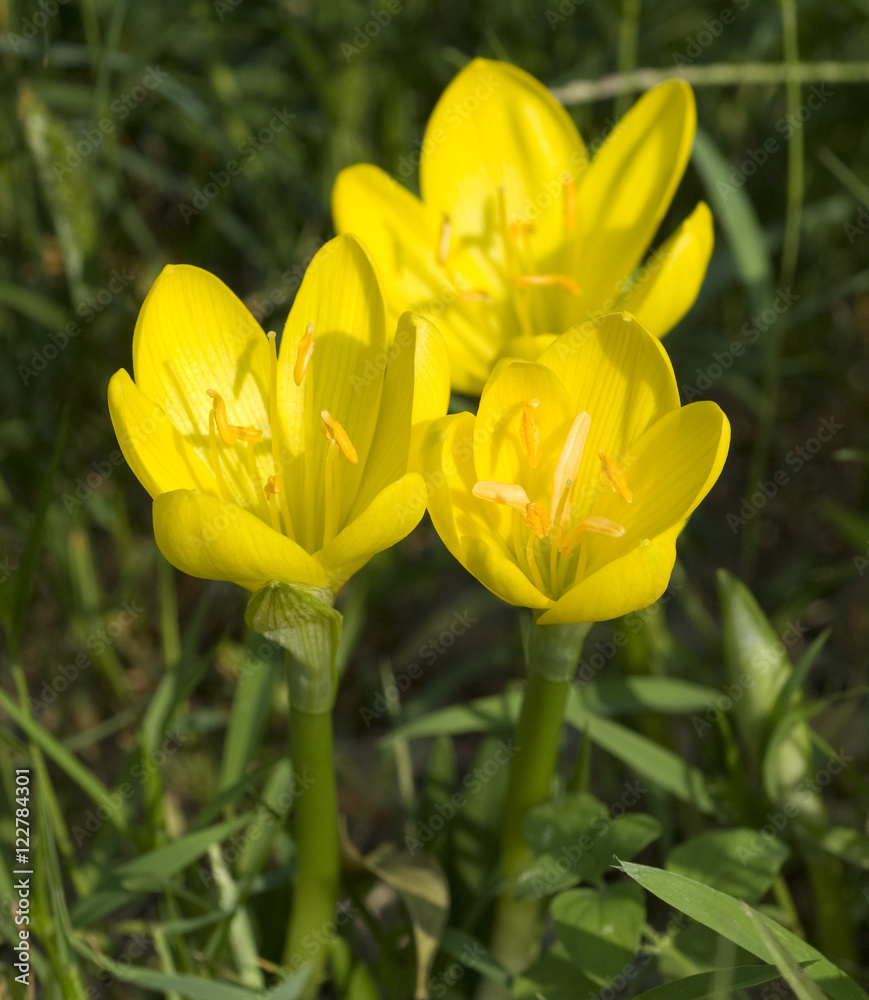 Gewitterblume, Sternbergia lutea Gewitterblume, Sternbergia lutea