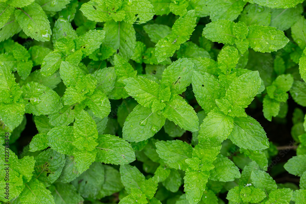 Peppermint Leaf,Home herbal garden with Label, Nontoxic clean plant, Organic vegetables for food. Peppermint Leaf,Home herbal garden with Label, Nontoxic clean plant, Organic vegetables for food.