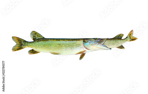 Fotografie Bigger Pike eating smaller a Pike