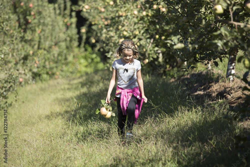 Little girl picking apples Little girl picking apples