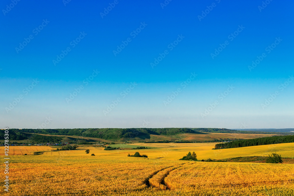 yellow wheat field