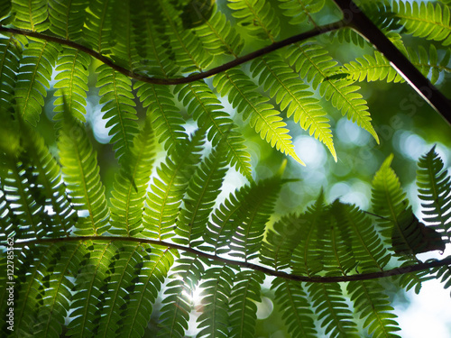 Fern leaf in the garden and sunlight background.