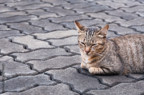 Sleepy tabby cat on the floor ,brown Cute cat, cat lying, playful cat relaxing vacation, vertical format, selective focus