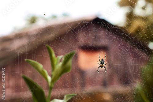 Spider in his cobweb on an old house background