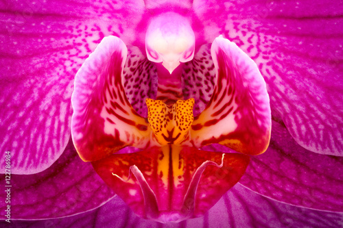 Fototapeta Naklejka Na Ścianę i Meble -  Extreme magnification - Orchid detail