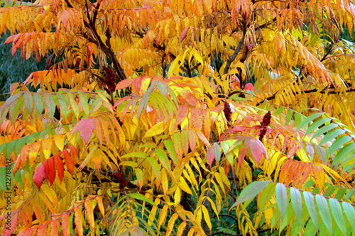 Burst of Rhus typhina photo