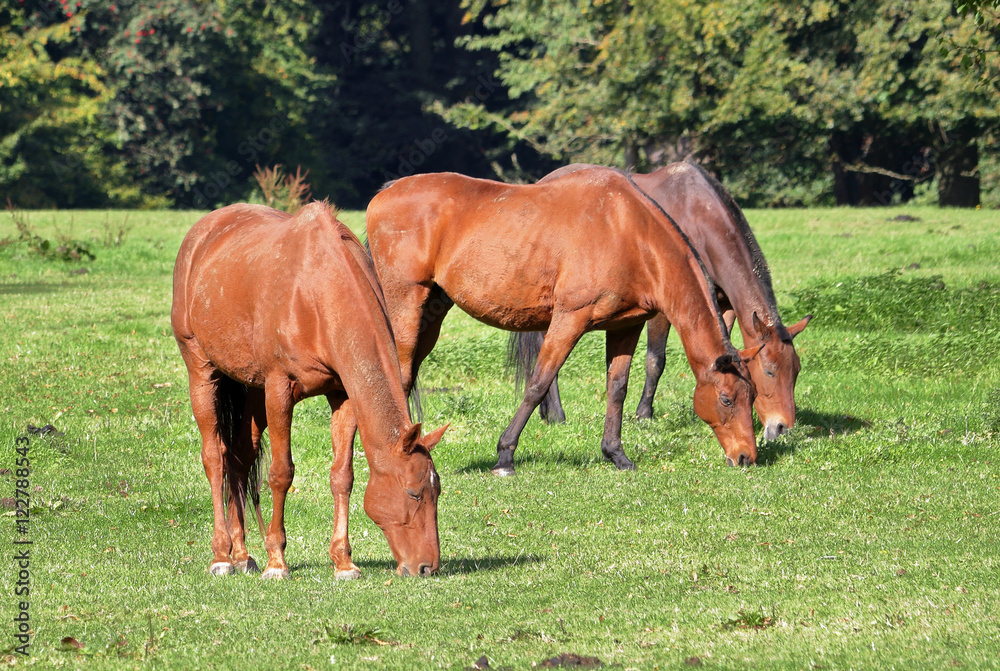 Fototapeta premium Grazing Bay Horse