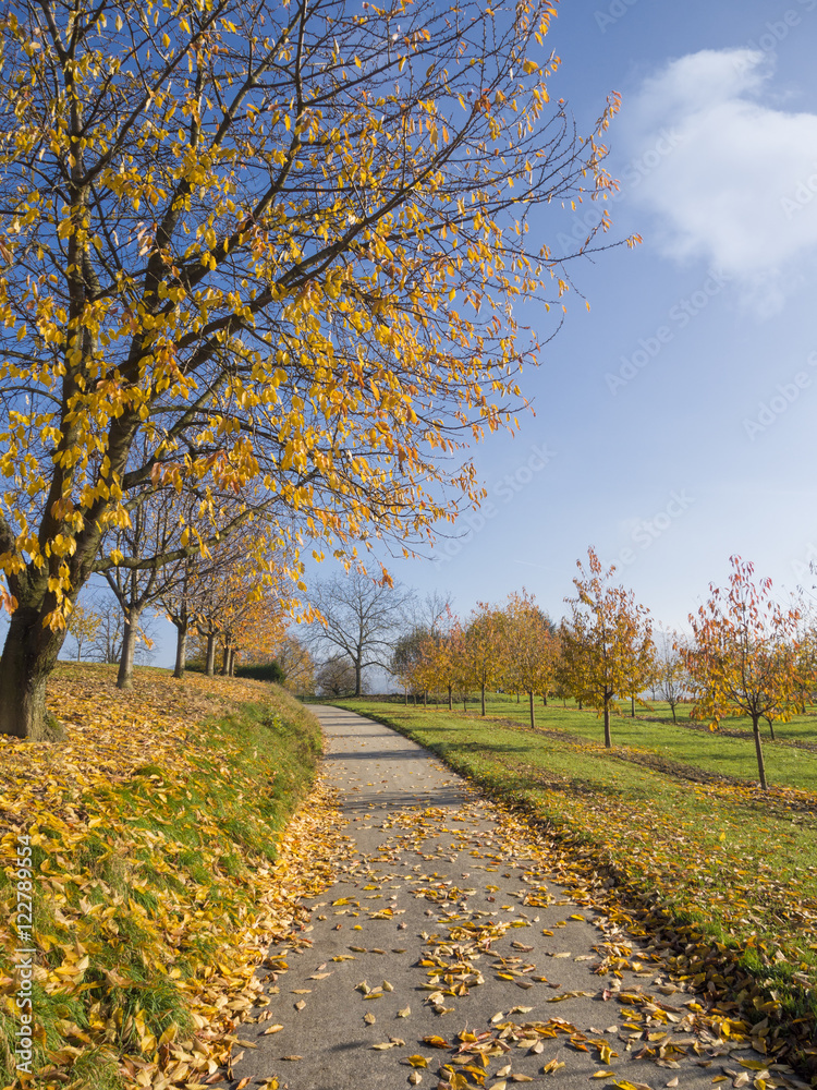 Fototapeta premium Small road through rural autumn tree landscape