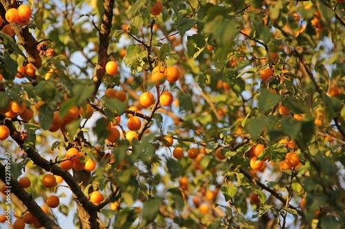 plums on branches of a tree