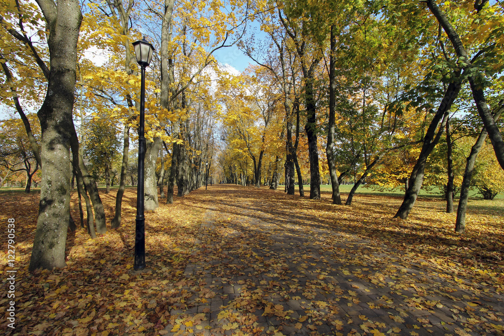 Obraz premium Autumn leaves on tree in city park