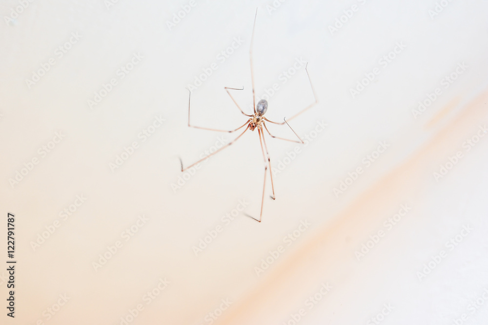Pająk nasosznik trzęś, Pholcus phalangioides u sufitu Pająk nasosznik trzęś, Pholcus phalangioides u sufitu