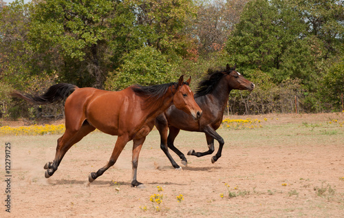 Two horses galloping in a summer pasture