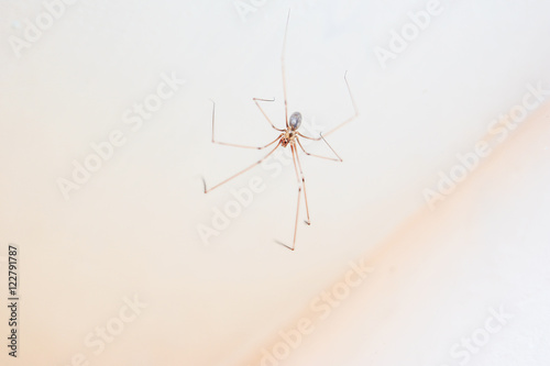 Pająk nasosznik trzęś, Pholcus phalangioides u sufitu photo