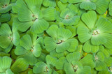 water lettuce used wastewater treatment background,Background with leaves of green water fern, mosquito fern close up floating in a garden pond