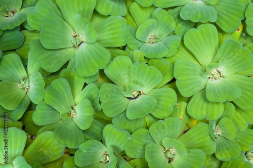 water lettuce used wastewater treatment background,Background with leaves of green water fern, mosquito fern close up floating in a garden pond © rawintanpin