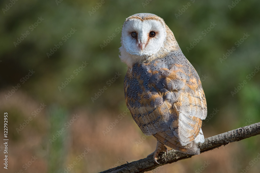 Fototapeta premium A female barn owl perched on a branch in a clearing looking backwards towards the camera