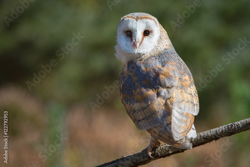 A female barn owl perched on a branch in a clearing looking backwards towards the camera