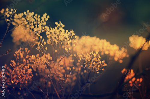 Autumn abstract background with meadow plant at sunset, vintage retro image photo