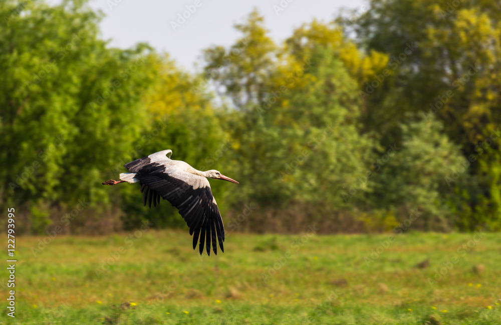 European stork, Ciconia, in natural environment, under warm evening light European stork, Ciconia, in natural environment, under warm evening light