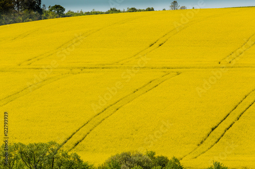 Canola fields in remote rural area, on a sunny April day