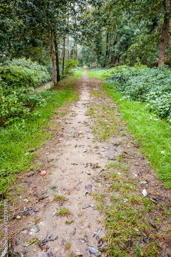 an footpath in the forest