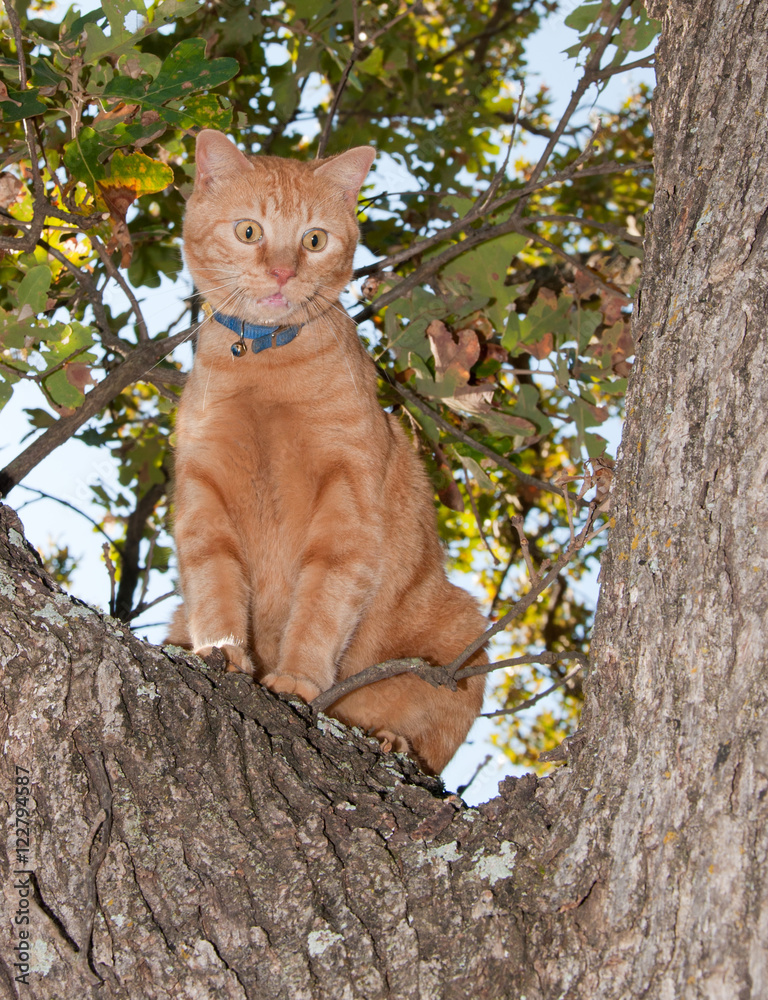 Very worried looking orange tabby cat up in a tree, meowing Stock Photo ...