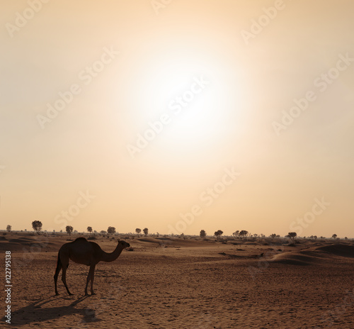 Camels in the desert