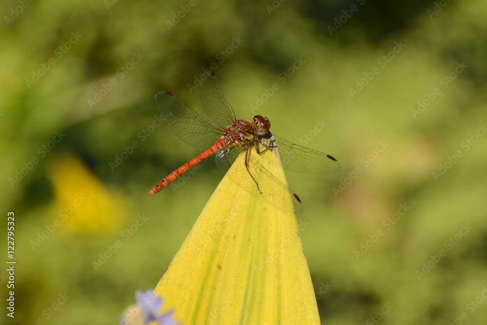 Fototapeta premium Ruddy darter dragonfly posing on leaf tip
