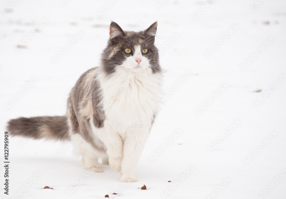 Fototapeta premium Diluted calico cat in snow, alertly looking into distance