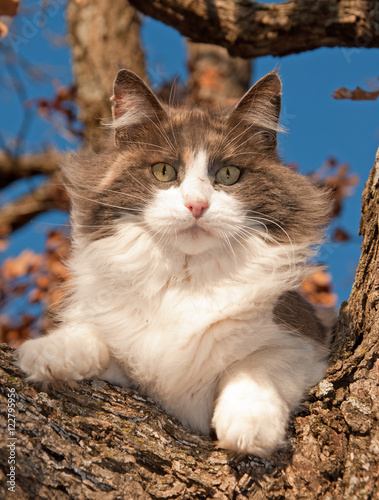 Gorgeous diluted calico cat up in a tree in winter photo