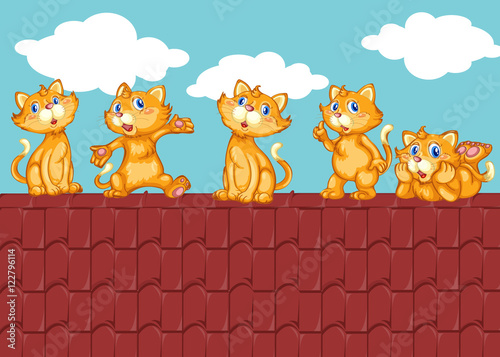 Five kittens on the red roof