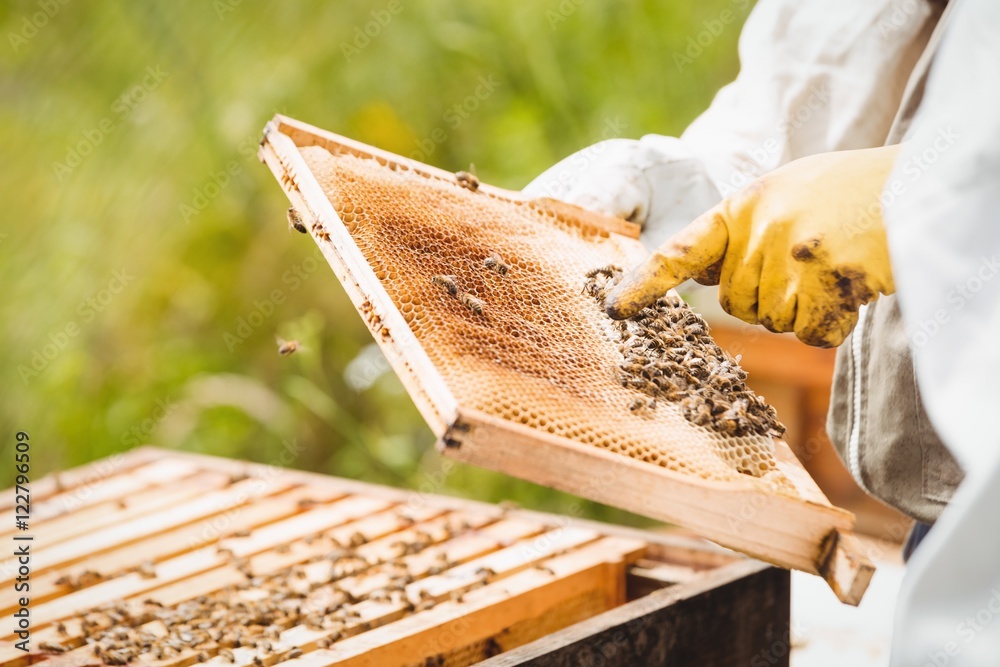 Beekeepers holding and examining beehive Beekeepers holding and examining beehive