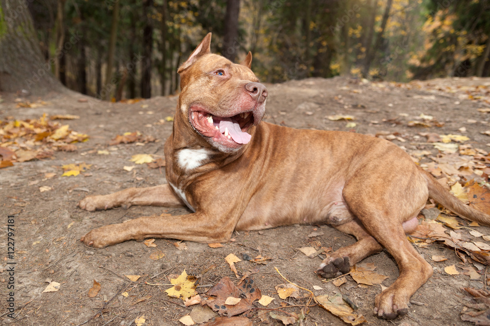American pit bull terrier in autumn forest American pit bull terrier in autumn forest