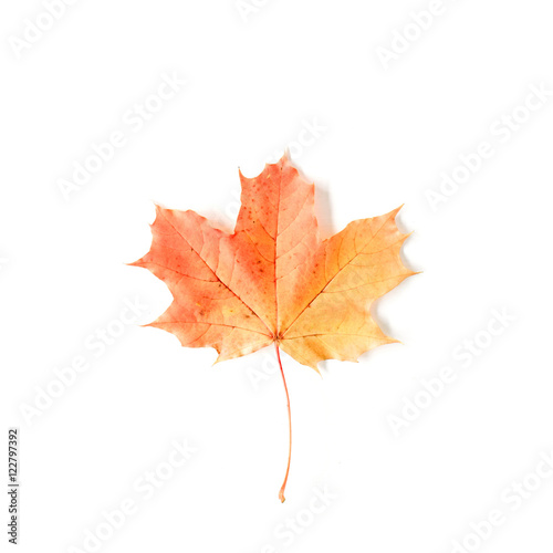 red autumn maple leaf isolated on white background. flat lay, top view