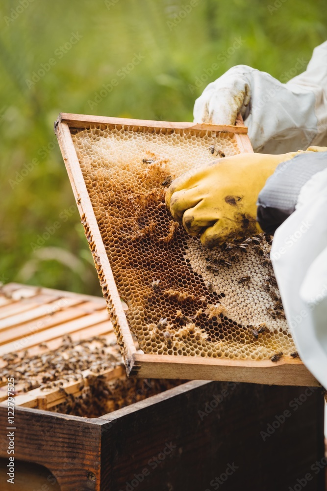 Beekeepers holding and examining beehive Beekeepers holding and examining beehive