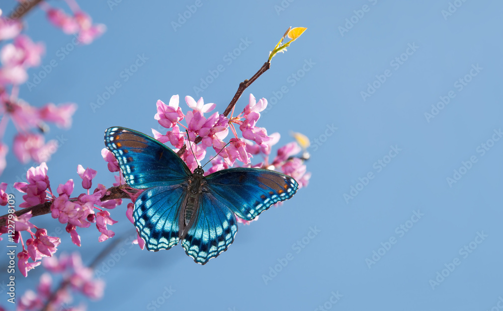 Fototapeta premium Eastern Redbud tree blooming, with a Red Spotted Purple Admiral butterfly in morning sunlight against blue sky