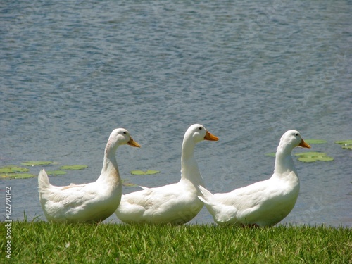 Three white ducks in a row on the lake shore
