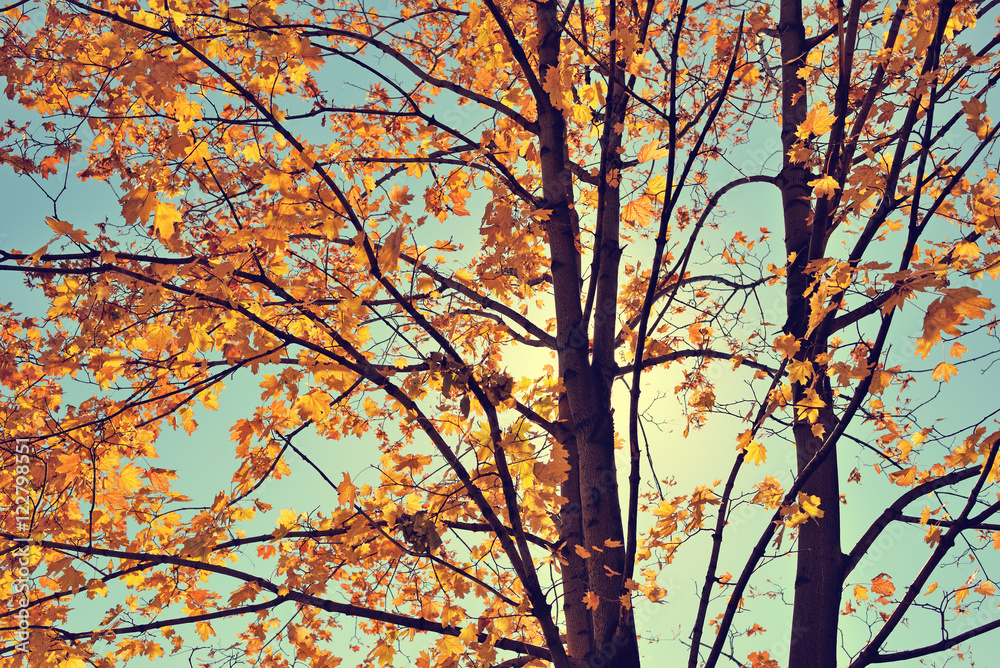 Vintage autumn maple