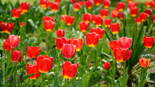 Red tulips in spring sunny day