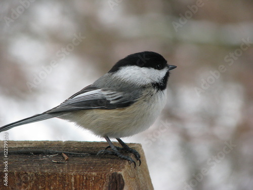 Black-capped Chickadee perched facing right