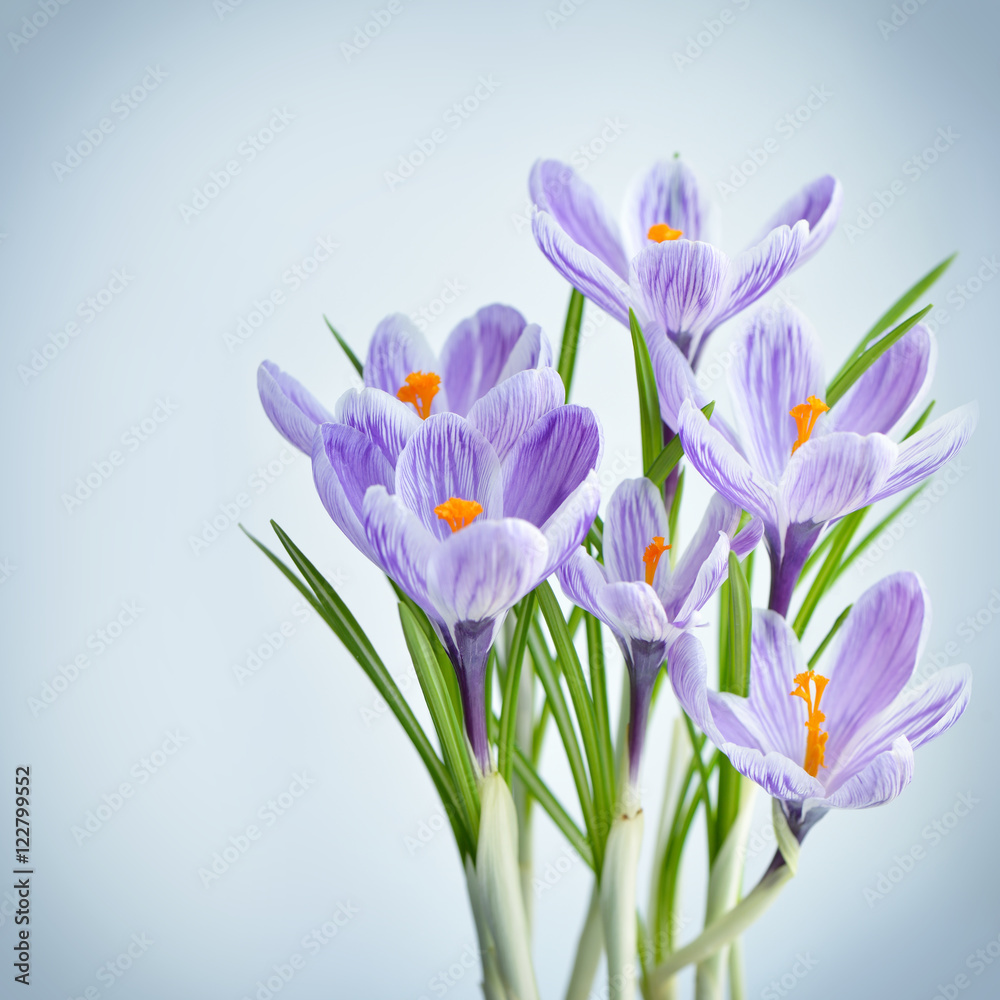 Violet crocus - fresh spring flowers. Floral nature spring background. Violet crocus - fresh spring flowers. Floral nature spring background.
