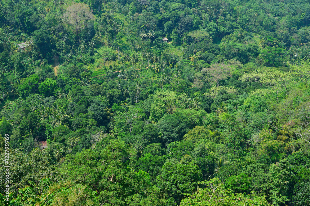 luscious rain-forest background