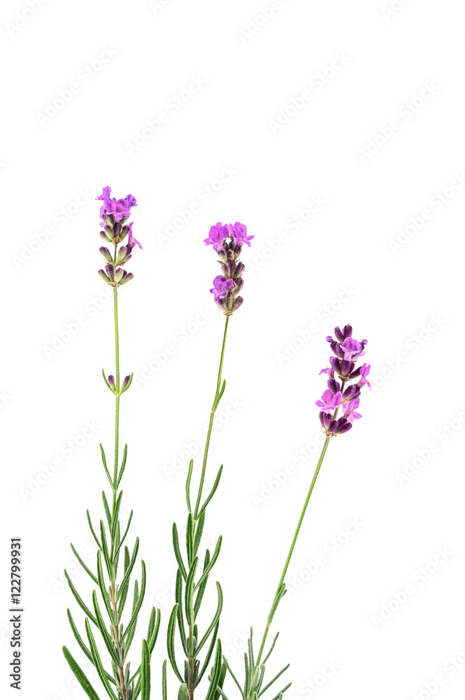 Obraz premium Lavender branches