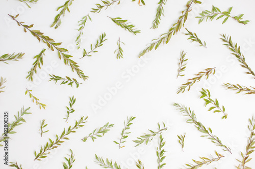 Frame with branches, leaves and petals isolated on white 