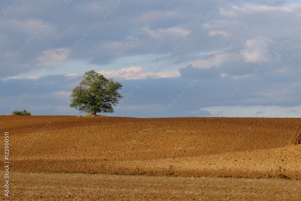 Fototapeta premium campagna