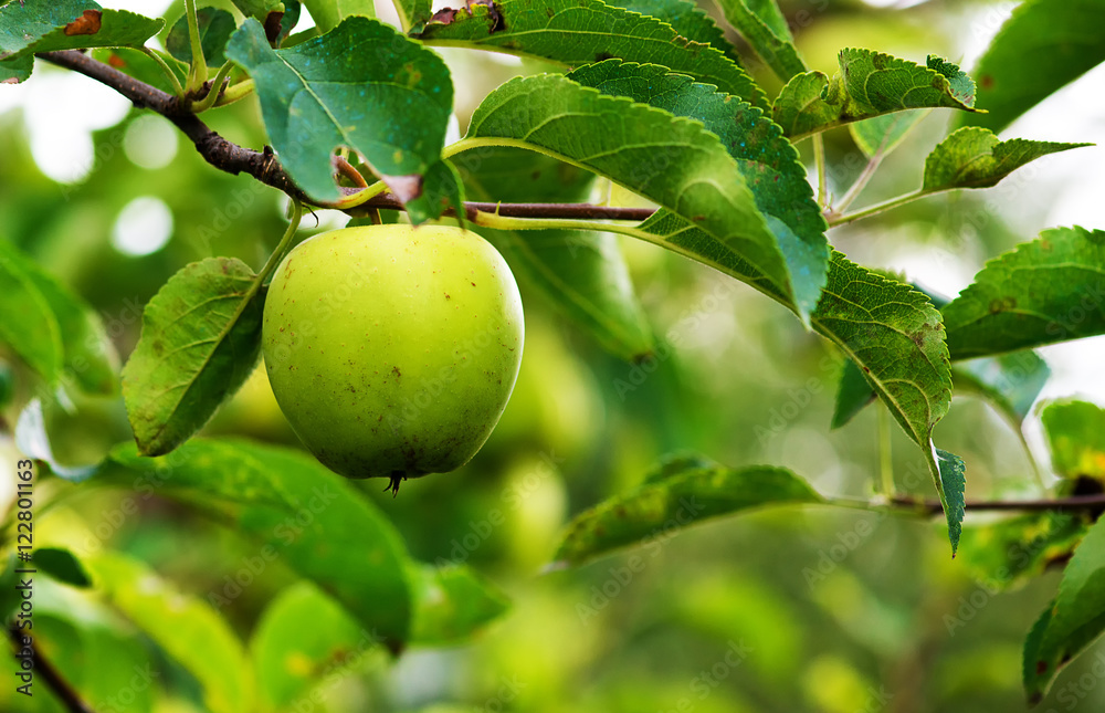 Fresh and tasty green apple