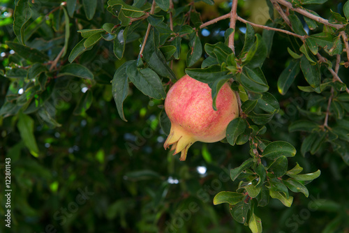 Pink pomegranate