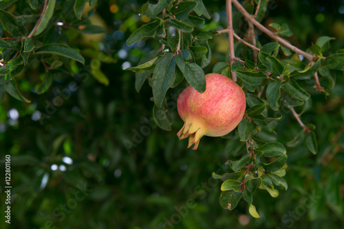 Pink pomegranate